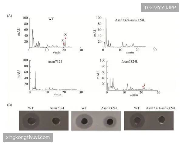 博努奇与罗斯防守策略分化：体系协防 vs 单点驱动